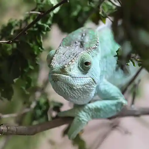 Parsons Chameleon
