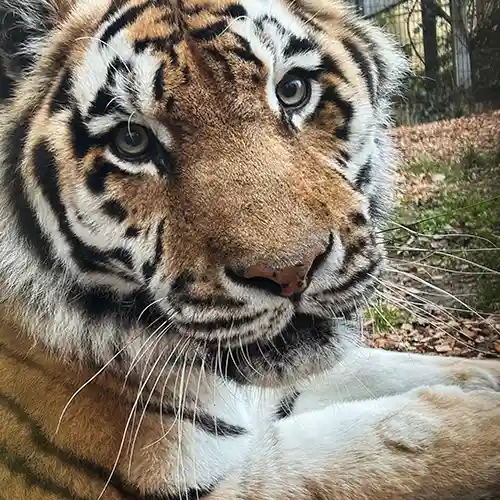 Tsar