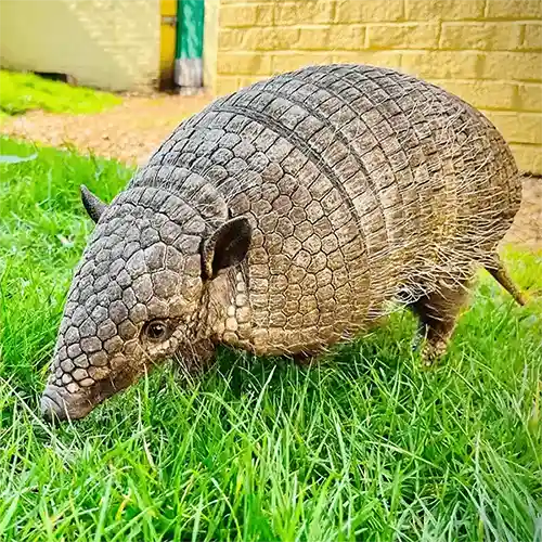 Shepreth Armadillo